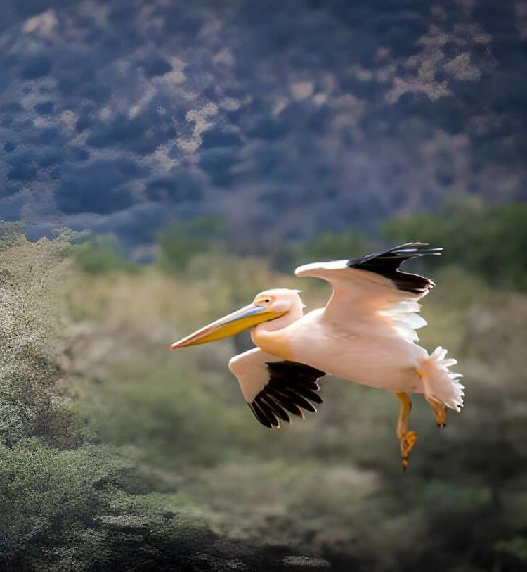 3 Days Luxury Fly-in Safari – Serengeti