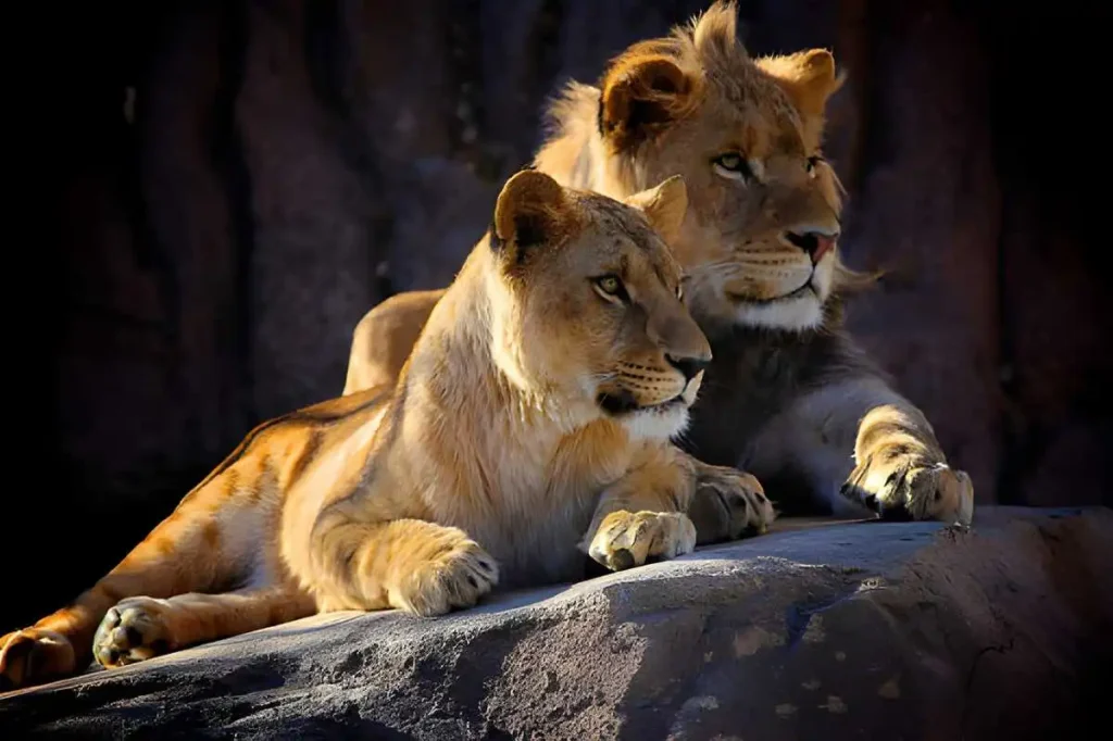 3 Days Quick Big Five Safari