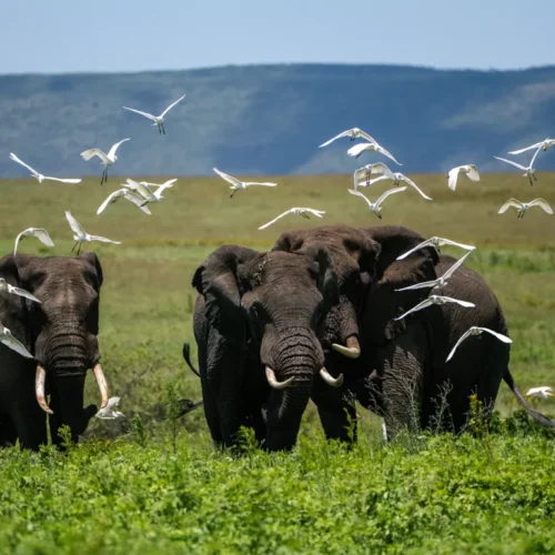 Tanzania Safari in April is one of the most peaceful and rewarding times to explore the country’s national parks.