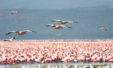 4 Days Luxury Fly-In Safari to Serengeti