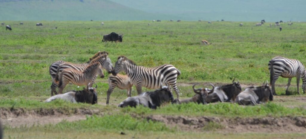 8 days serengeti mara river safari