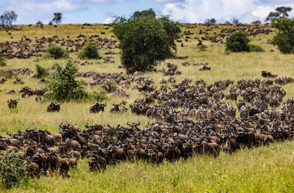 9 Days Serengeti Mara River Safari
