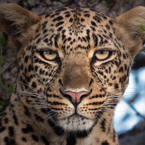 Unforgettable 5 Days Tanzania Camping Safari – Explore Wildlife & Nature Up Close