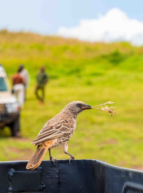 Lake Manyara National Park