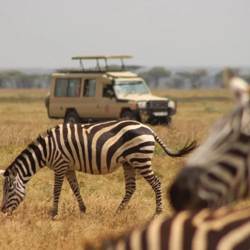 Why Choose Tanzania Adventures Group for Your Tanzania Safari?